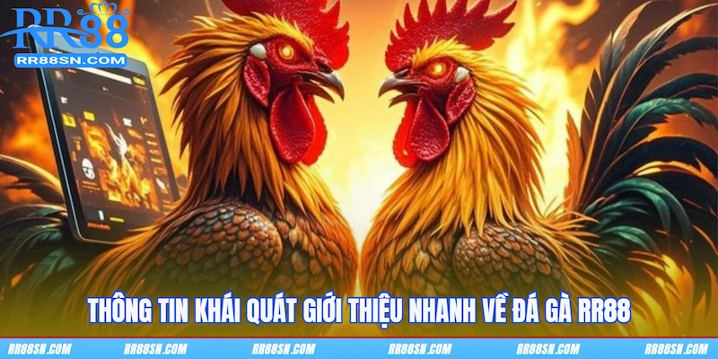 Thông tin khái quát giới thiệu nhanh về đá gà RR88